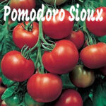 Pomodoro Manduria